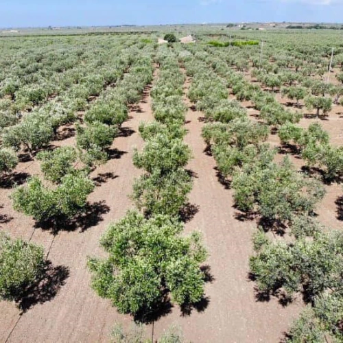 Terreni con Ulivi - Azienda Agricola Amabile