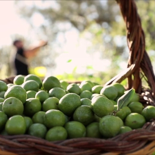 Cesto (cannistro) in vimini con Olive appena raccolte - Azienda Agricola Amabile