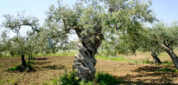 Olio Extra Vergine di Oliva